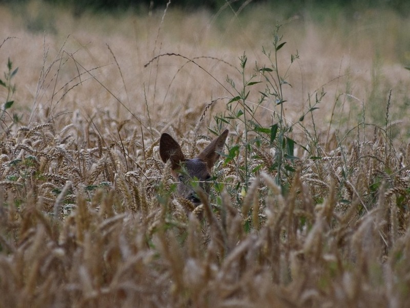 Drohne zur Wildtierrettung 